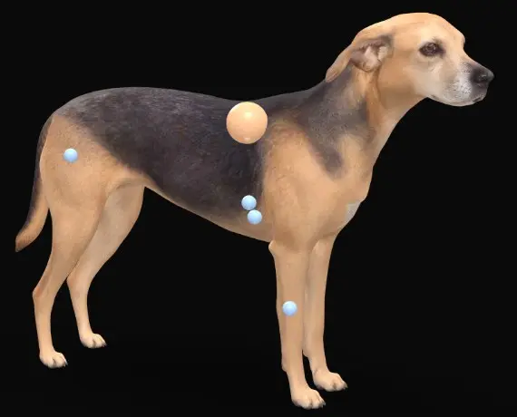 3D model of a dog with lumps marked on its body