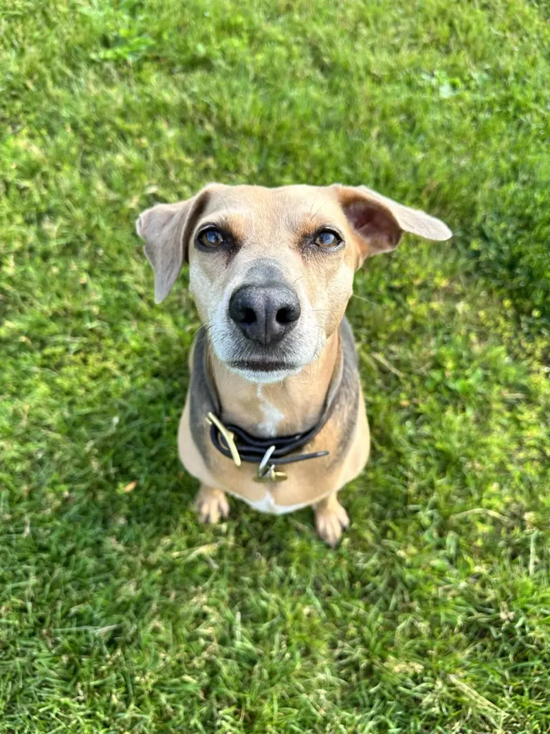 Rosie sitting in the grass looking up at the camera