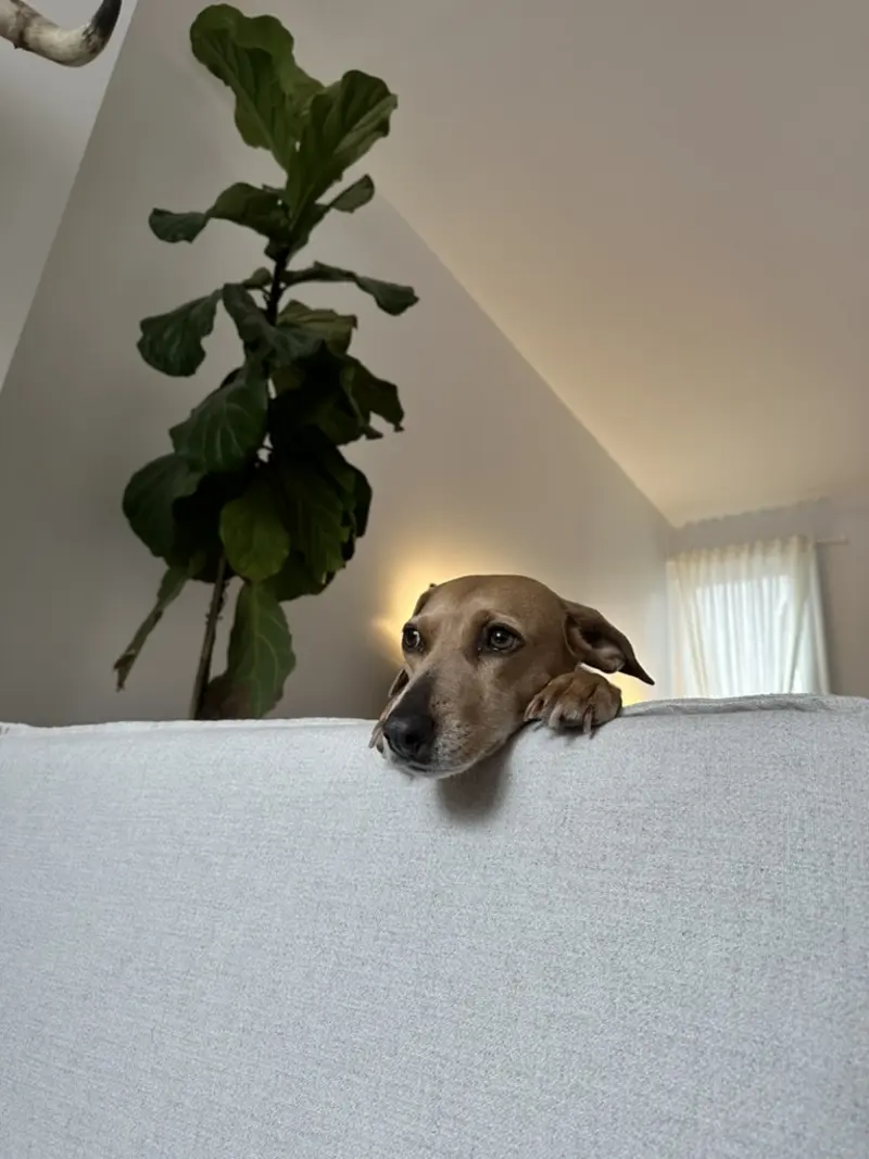 Rosie resting her head on the back of the couch
